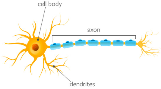 The Parts of a Nerve Cell
