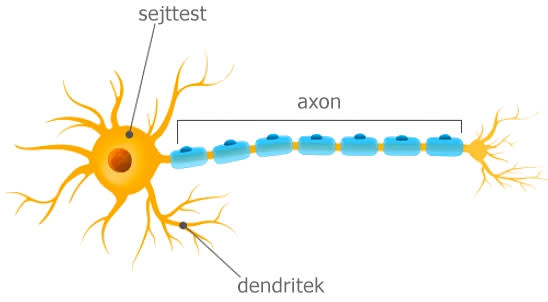 Az idegsejt részei