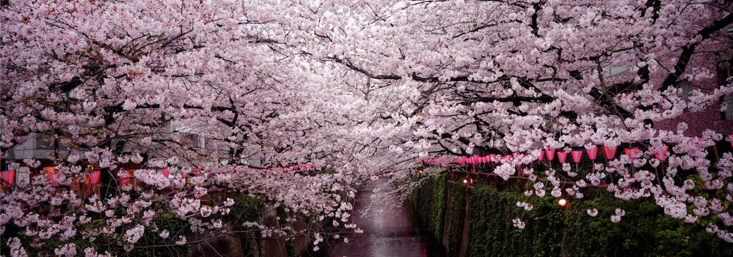 “日本樱花盛开”