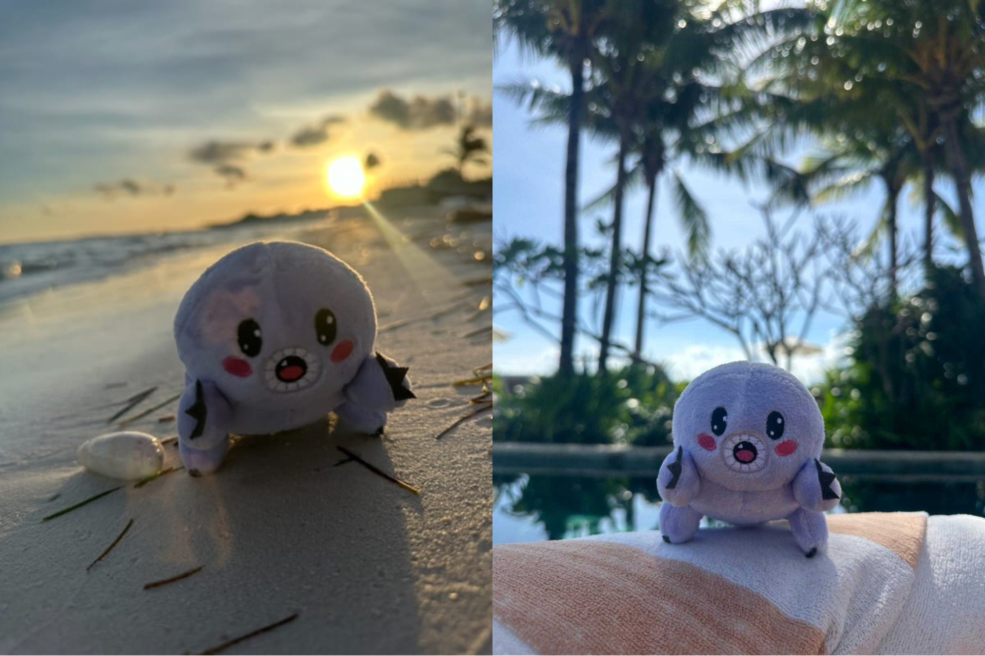 Ziggy poses for the camera while enjoying a sunset on the beach.