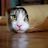 Close-up of a tabby and white cat peeking under furniture, with wide green eyes staring directly at camera on wooden floor.