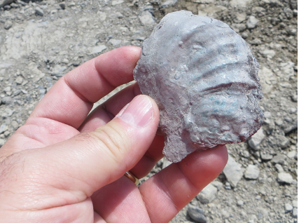 Fossil clam shell