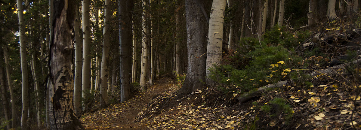 Mid-Mountain Trail