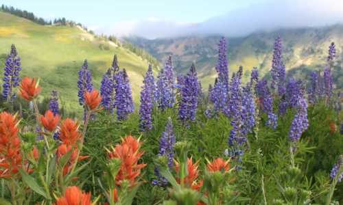 Purple wildflowers in mountains