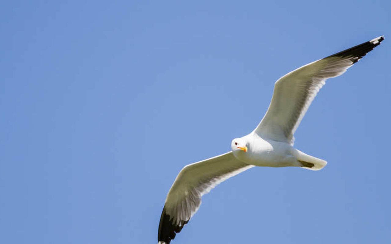 State Facts & Symbols | Photo Gallery | 1 - Utah's State Bird - The Seagull - State Facts & Symbols The seagull is Utah's State Bird.