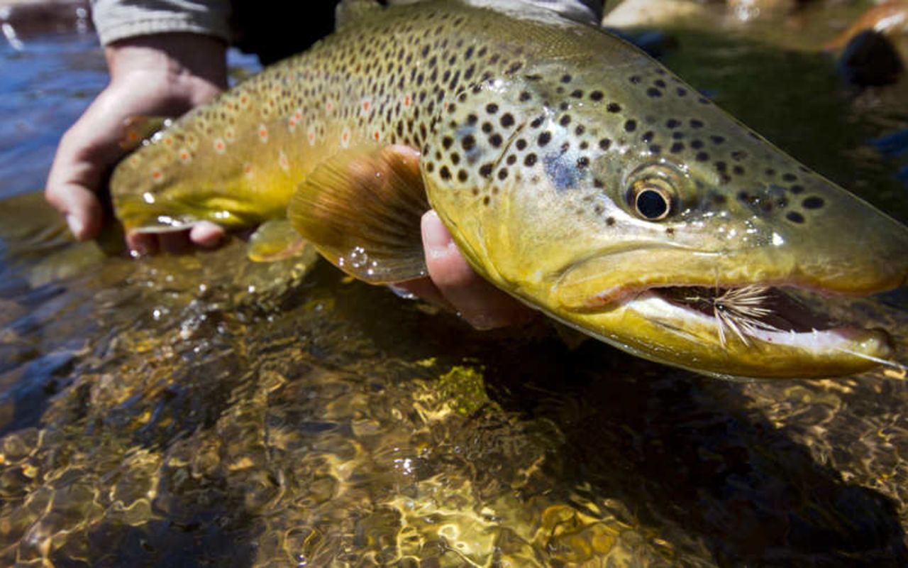 Wilderness Trout Expeditions | Photo Gallery | 3 - Casting