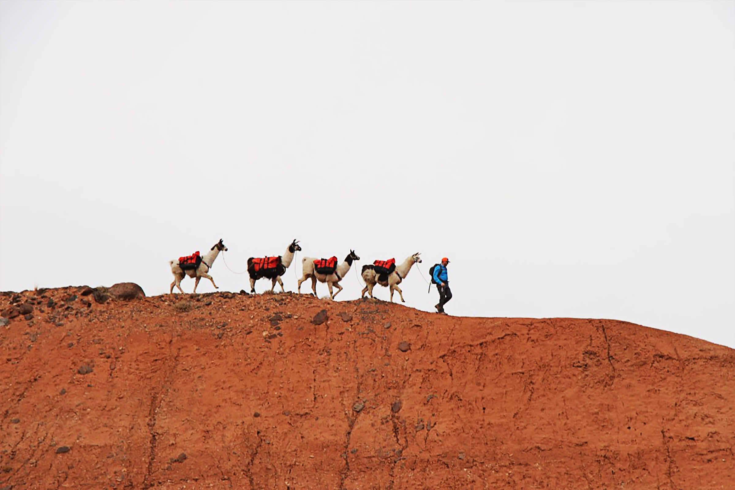 Llama Tell You About A New Way To Hike