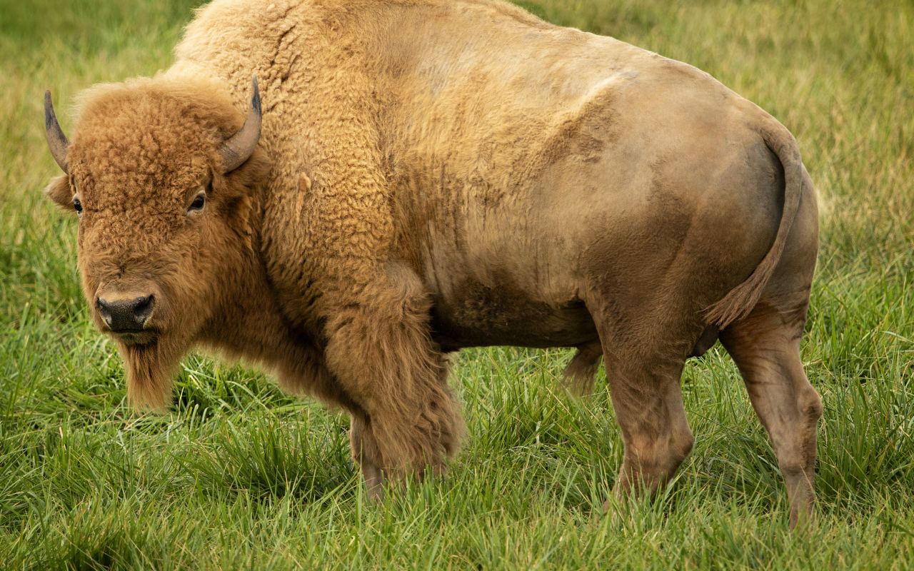 Zion White Bison has three white and two brown bison that visitors can see and enjoy being around. 