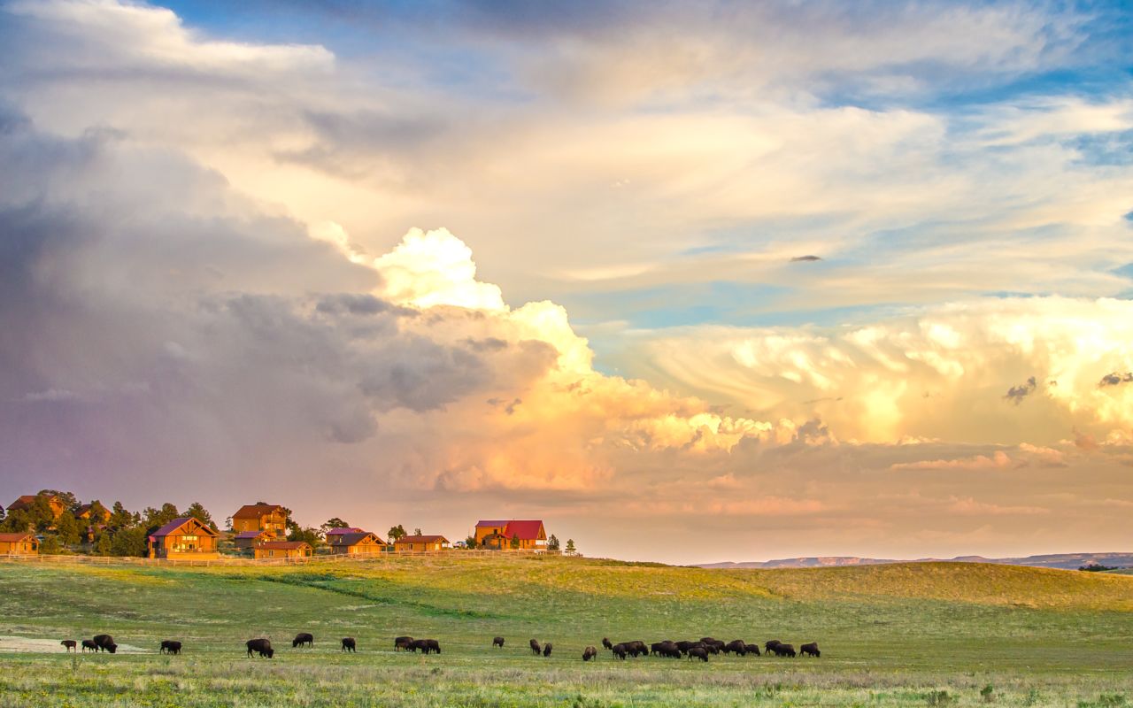 Zion Mountain Ranch | Photo Gallery | 1 - See Wild Buffalo Zion Mountain Ranch is the unique home of a roaming herd of buffalo.