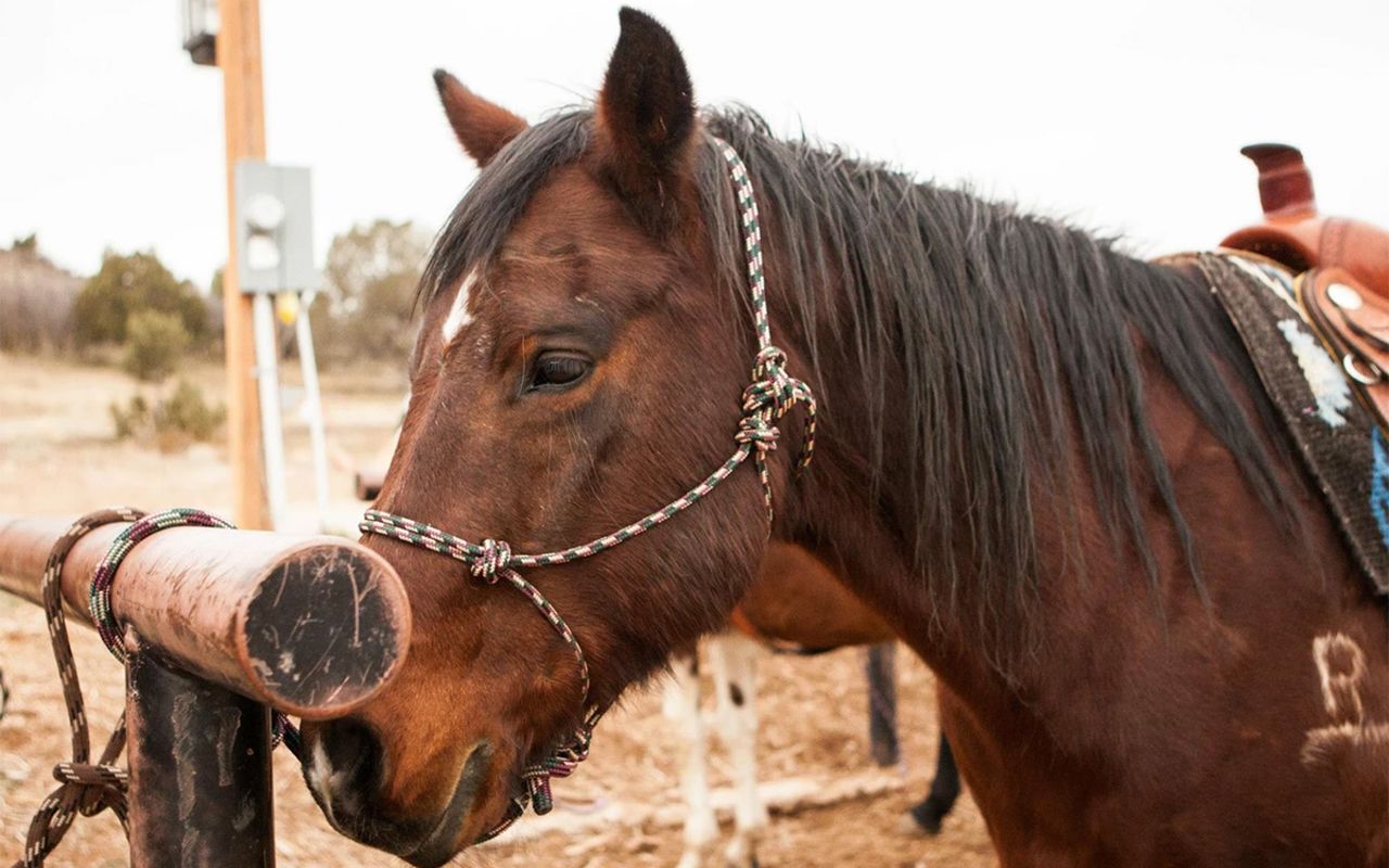 KB Horses at Red Ledges