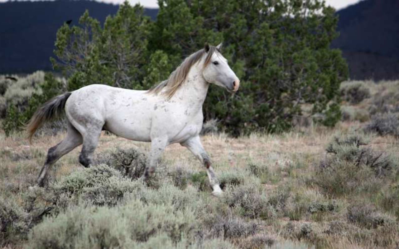 Millard County | Photo Gallery | 2 - White horse running in the mountains.
