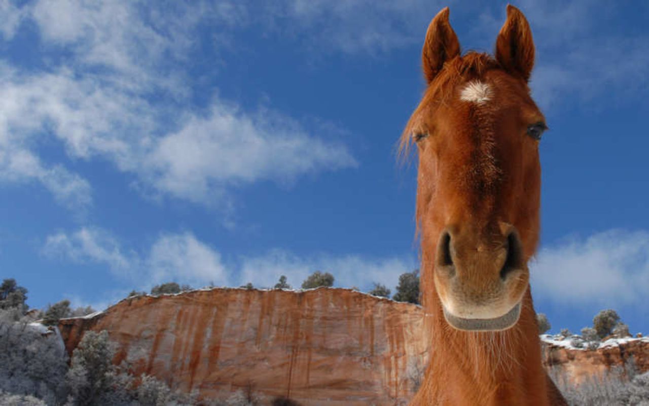 Best Friends Animal Sanctuary | Photo Gallery | 9 - Horse-Friendly Horse-Friendly