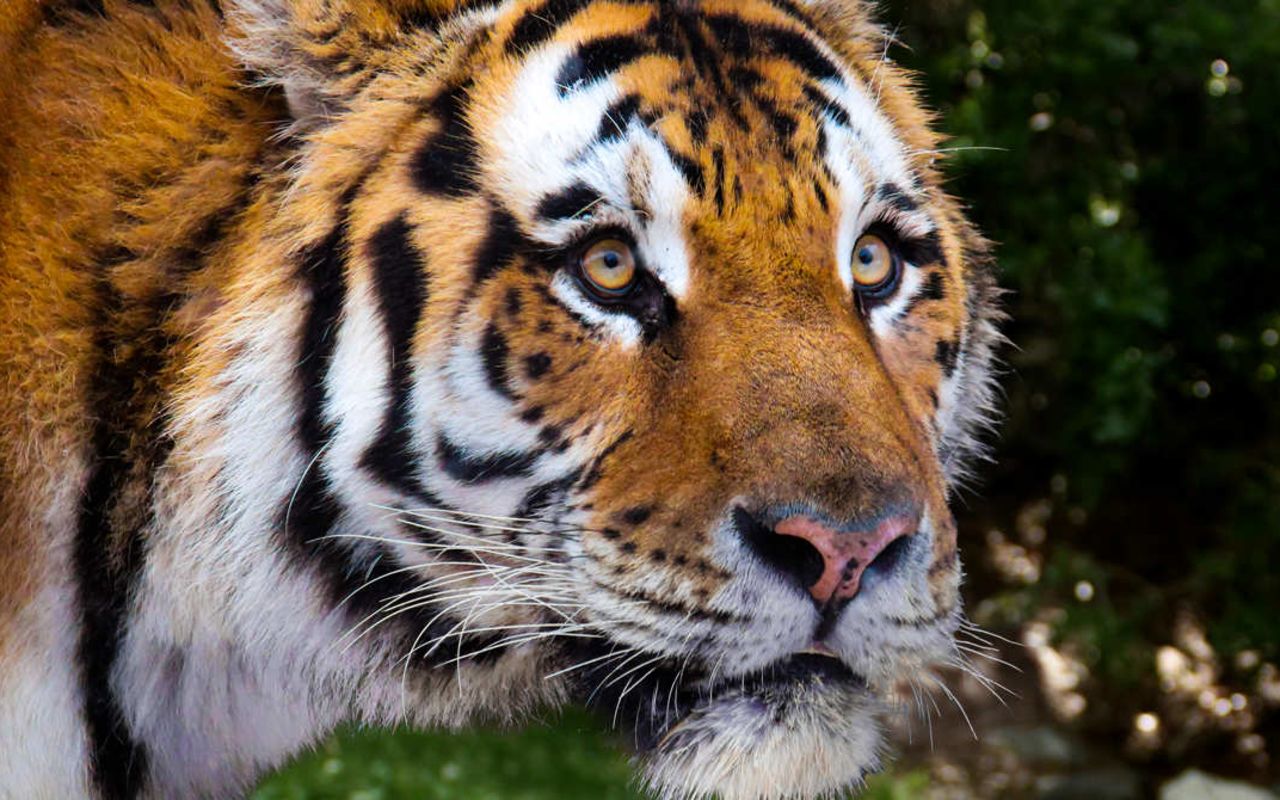 Utah's Hogle Zoo | Photo Gallery | 2 - Amur (Siberian) Tiger Did You Know? The number of Amur tigers in the wild is thought to be about 400, making it highly endangered. Hocle Zoo currently houses two Amur tigers
