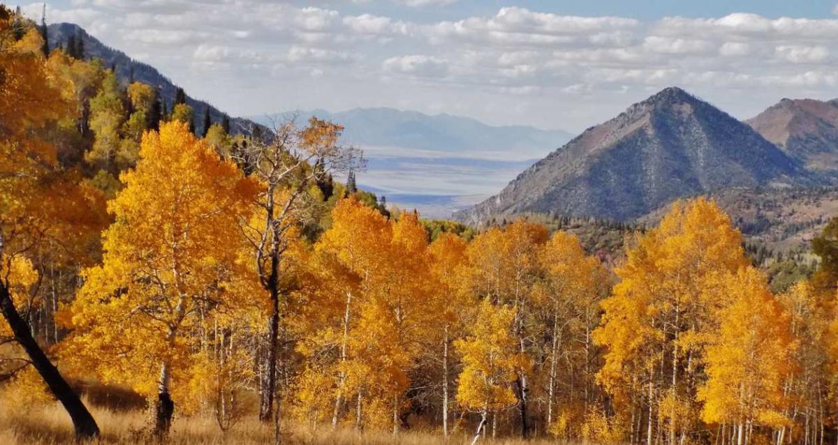 5 Scenic Drives In Utah To See Fall Colors | Utah.com