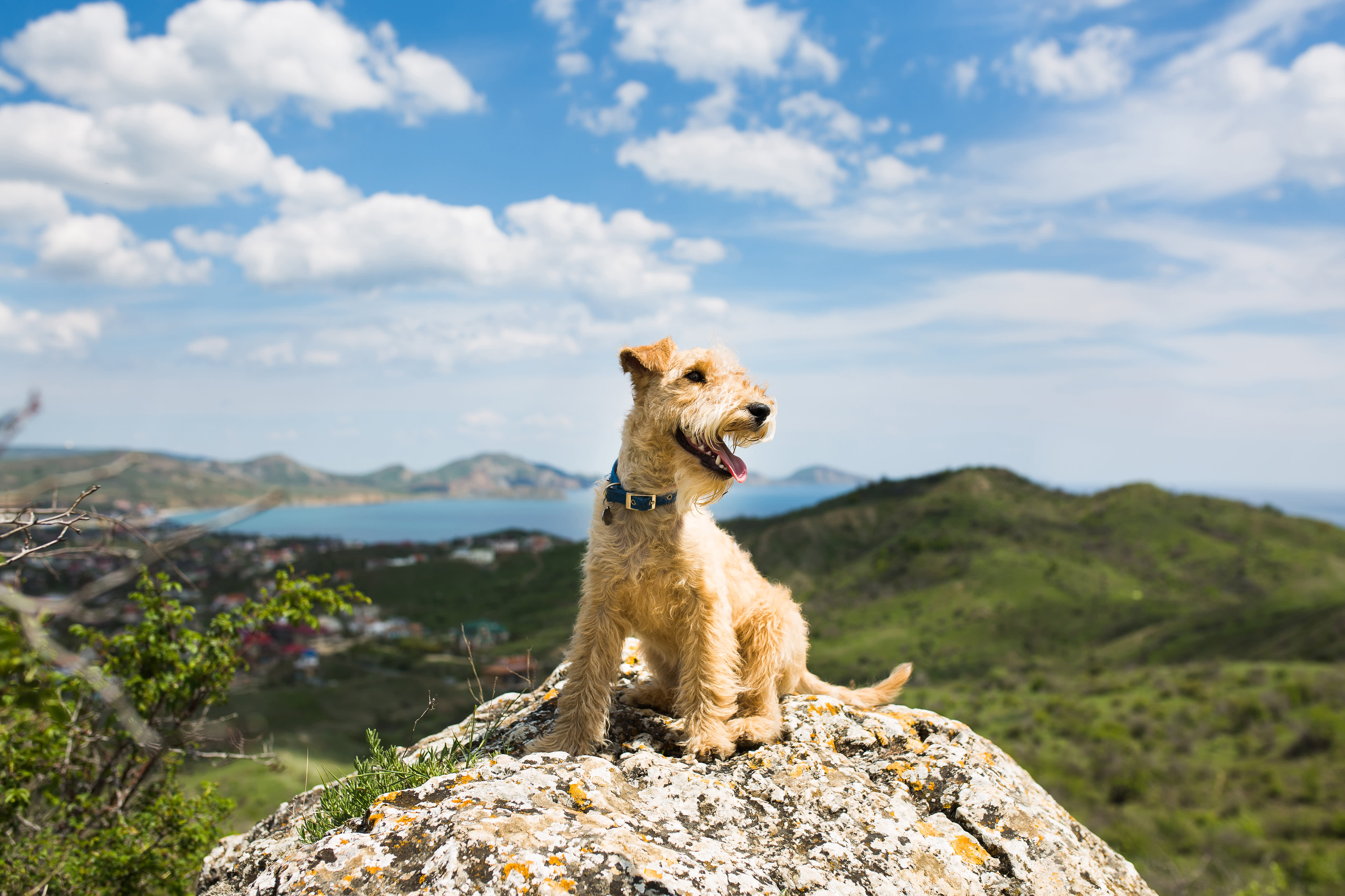 Dog in the mountains  - Dog in the mountains 