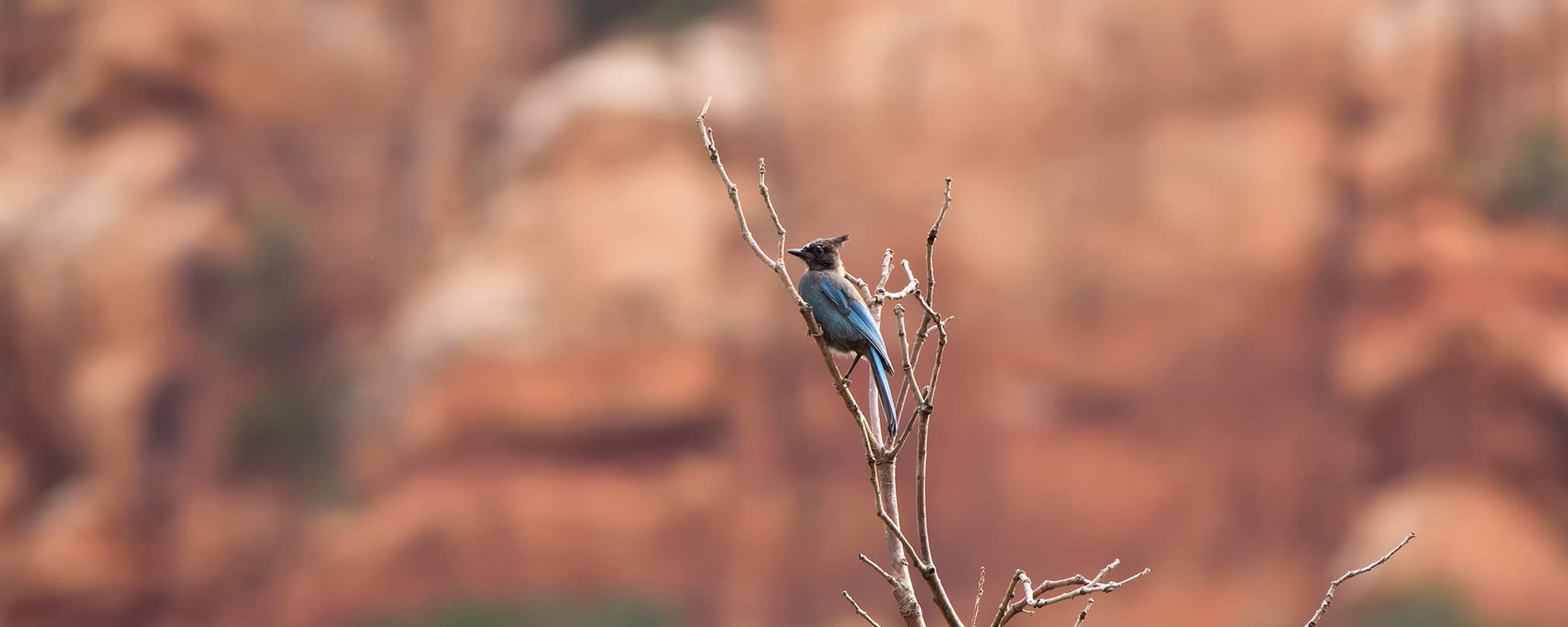 Top 5 Bird Watching Spots in Utah