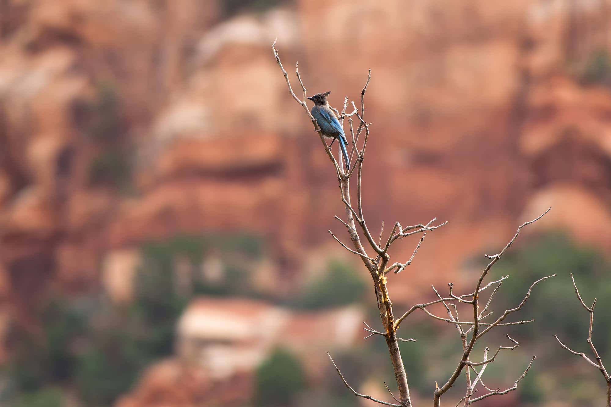 Top 5 Bird Watching Spots in Utah