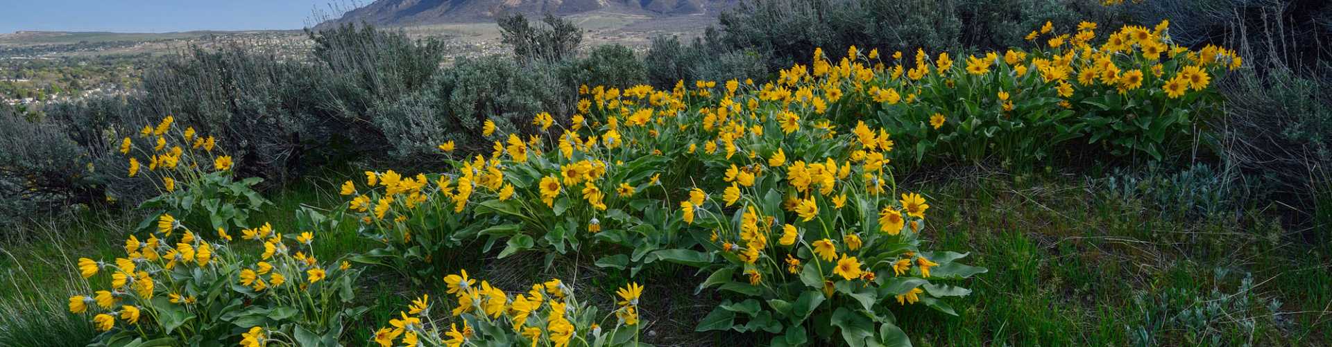 Wildflowers - A field full of wildflowers on Ben Lomond Peak