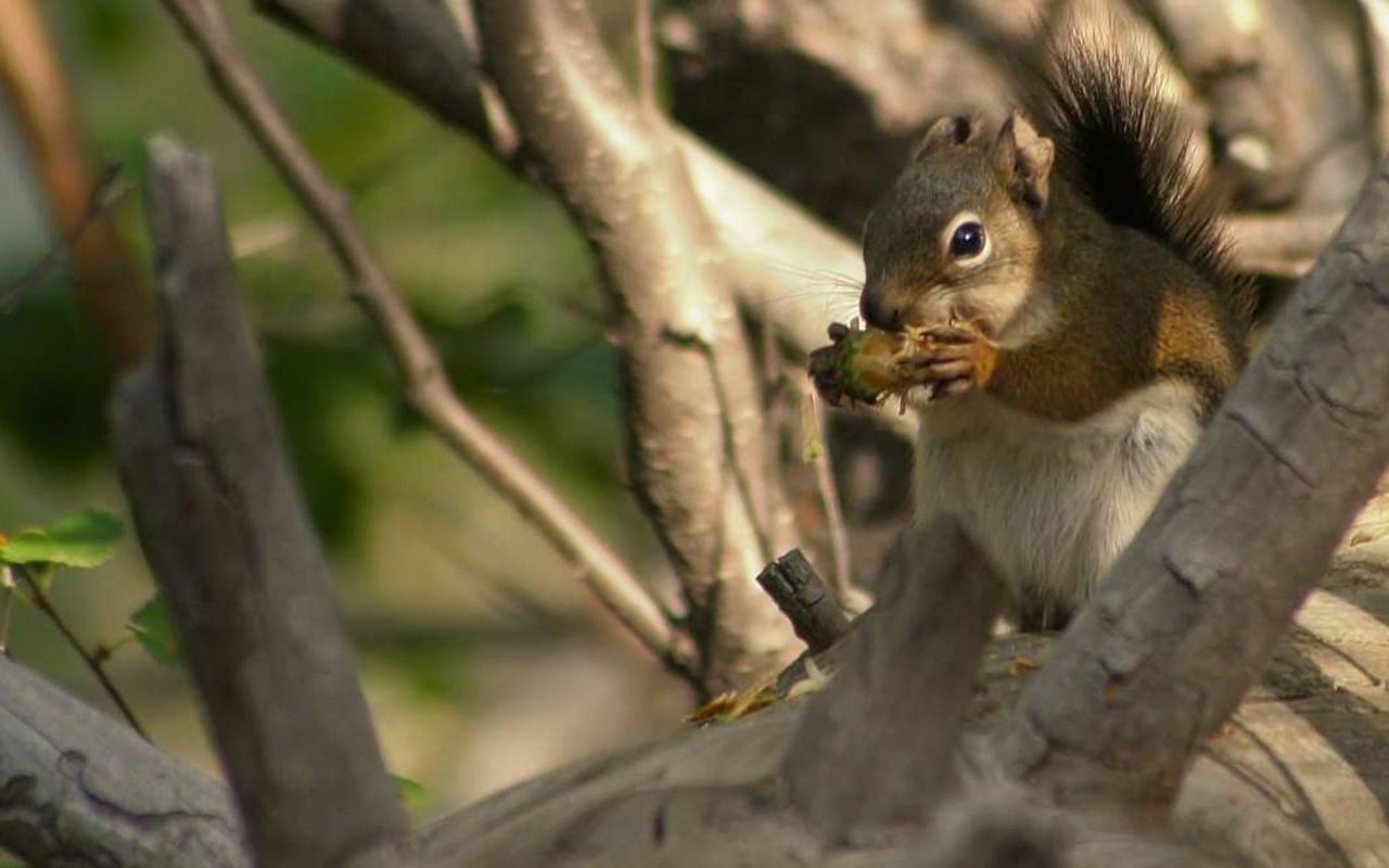 Duchesne County | Photo Gallery | 4 - Duchesne County Squirrel