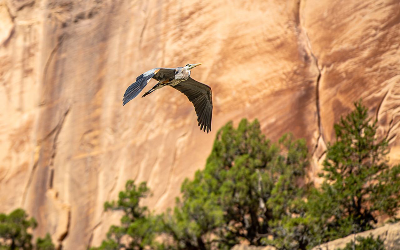Holiday River Expeditions | Photo Gallery | 7 - A blue heron on the Yampa River!