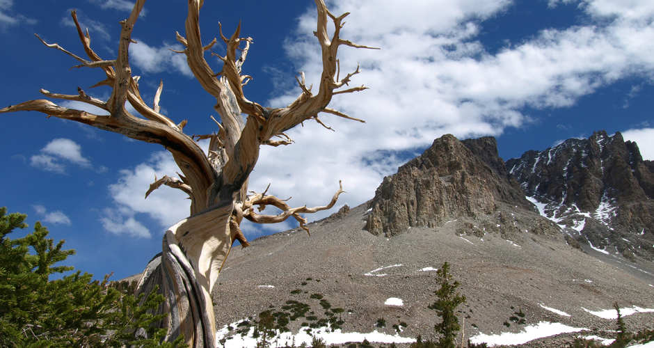 Great Basin | Photo Gallery | 0 -  Great Basin National park is home to 5,000 year old bristlecone pine trees and has one of the darkest skies in the country. Tour a cave while you're there.