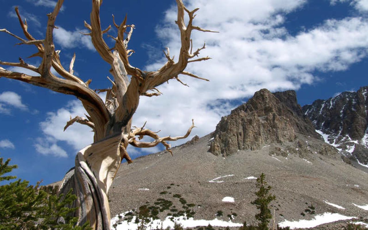 Great Basin | Photo Gallery | 0 -  Great Basin National park is home to 5,000 year old bristlecone pine trees and has one of the darkest skies in the country. Tour a cave while you're there.