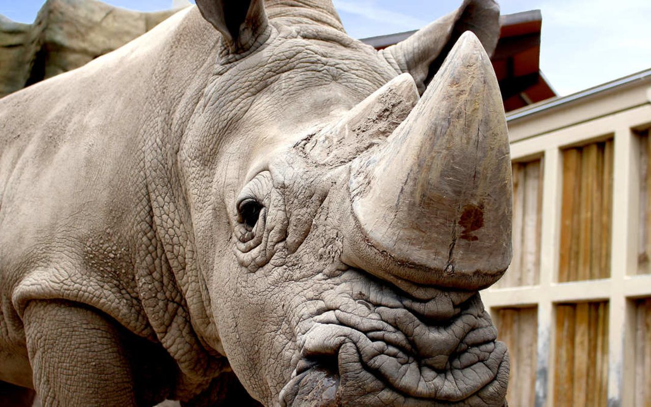 Utah's Hogle Zoo | Photo Gallery | 6 - White Rhinoceros Interesting Fact: There are five living species of rhinos: white, black. Indian, Javan and Sumatran. Hogle Zoo has two white rhinos: a male and a female.