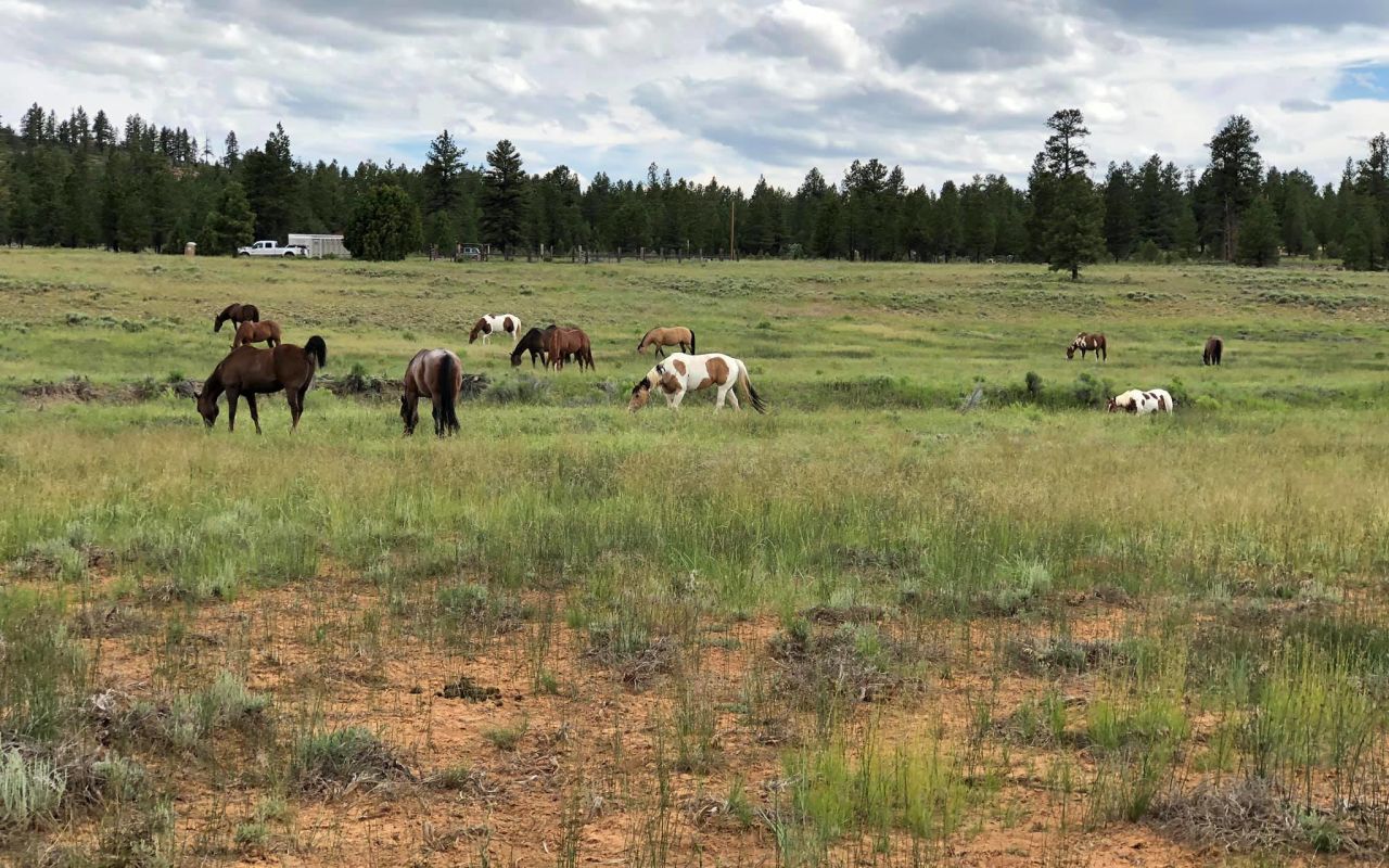 Red Canyon Trail Rides | Photo Gallery | 2 - They have unparalleled local knowledge and care for the preservation of the Bryce Canyon Area. 