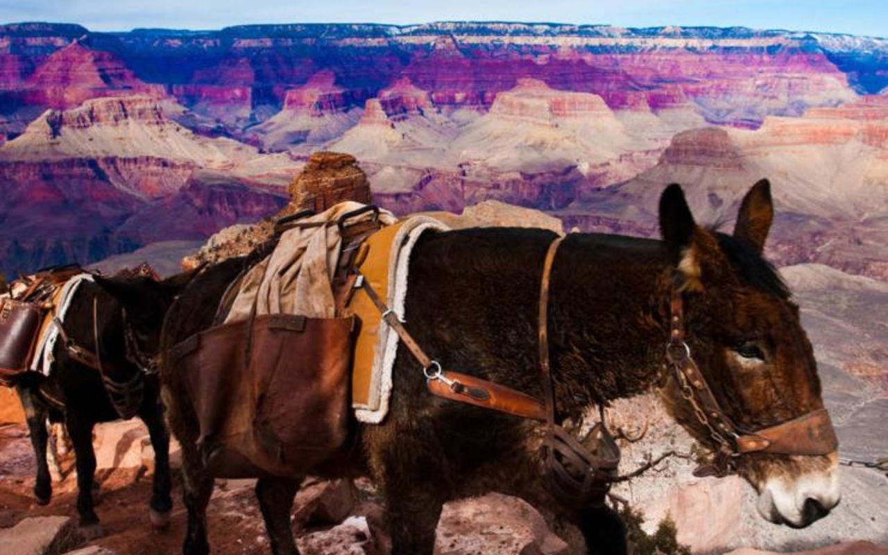 Hiking in the Grand Canyon | Photo Gallery | 2 - Pack mules carrying load along a trail in the Grand Canyon
