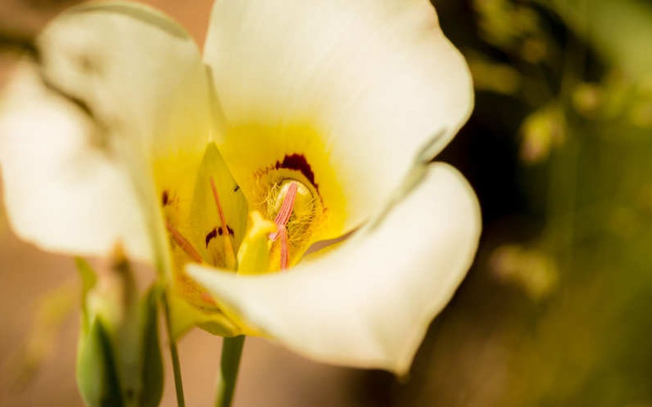 State Facts & Symbols | Photo Gallery | 9 - Sego Lily - Utah's State Flower - State Facts & Symbols The Sego Lily is Utah's State Flower