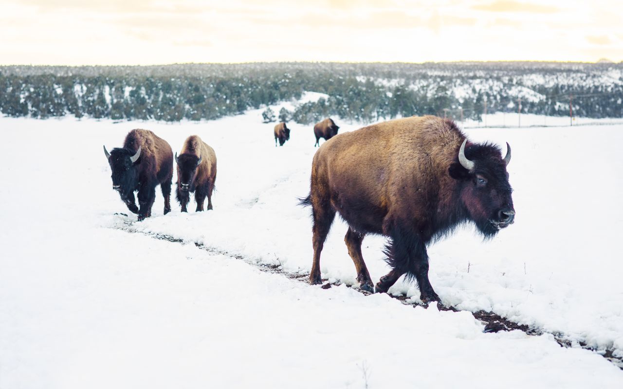 Zion Mountain Ranch | Photo Gallery | 7 - Utah Buffalo Zion Mountain Ranch is home to a herd of buffalo.