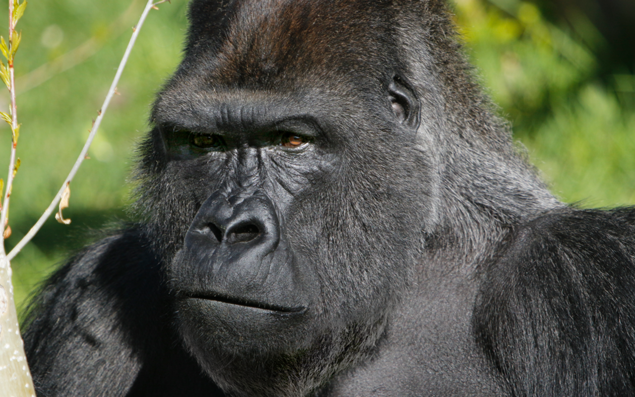 Utah's Hogle Zoo | Photo Gallery | 5 - Western Lowland Gorilla Interesting Fact: Though they may look fierce, Gorillas are "gentle giants," eating only vegetation and only becoming aggressive when threatened Hogle Zoo houses three gorillas.