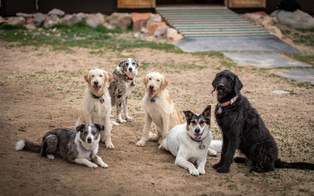 Meet the working ranch dogs!