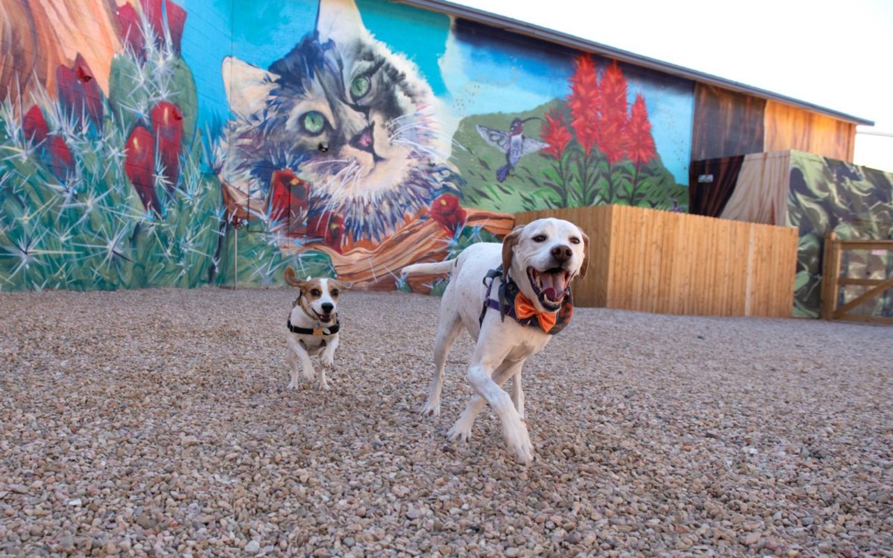Best Friends Roadhouse and Mercantile | Photo Gallery | 11 - Pets Play Area Fenced pet-park area with splash water feature (for pets of lodging guests)
