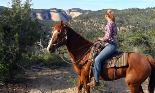 Horseback Search Listing