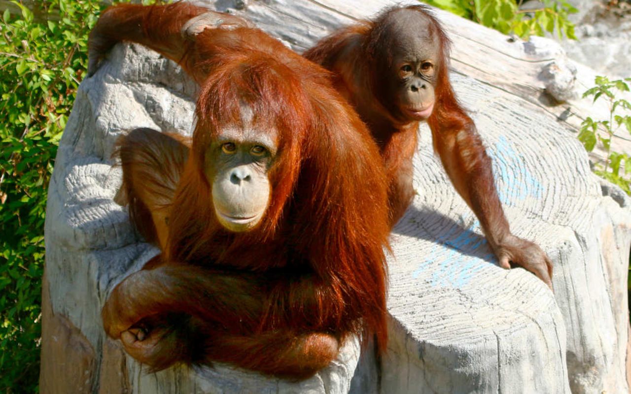 Utah's Hogle Zoo | Photo Gallery | 0 - Bornean Orangutan Interesting Fact: There are two subspecies of orangutans, the Bornean (P. p. pygmaeus) and the Sumatran (P. p. abelli), which has hair which is longer and lighter. Hogle Zoo has three orangutans, one female and two males.