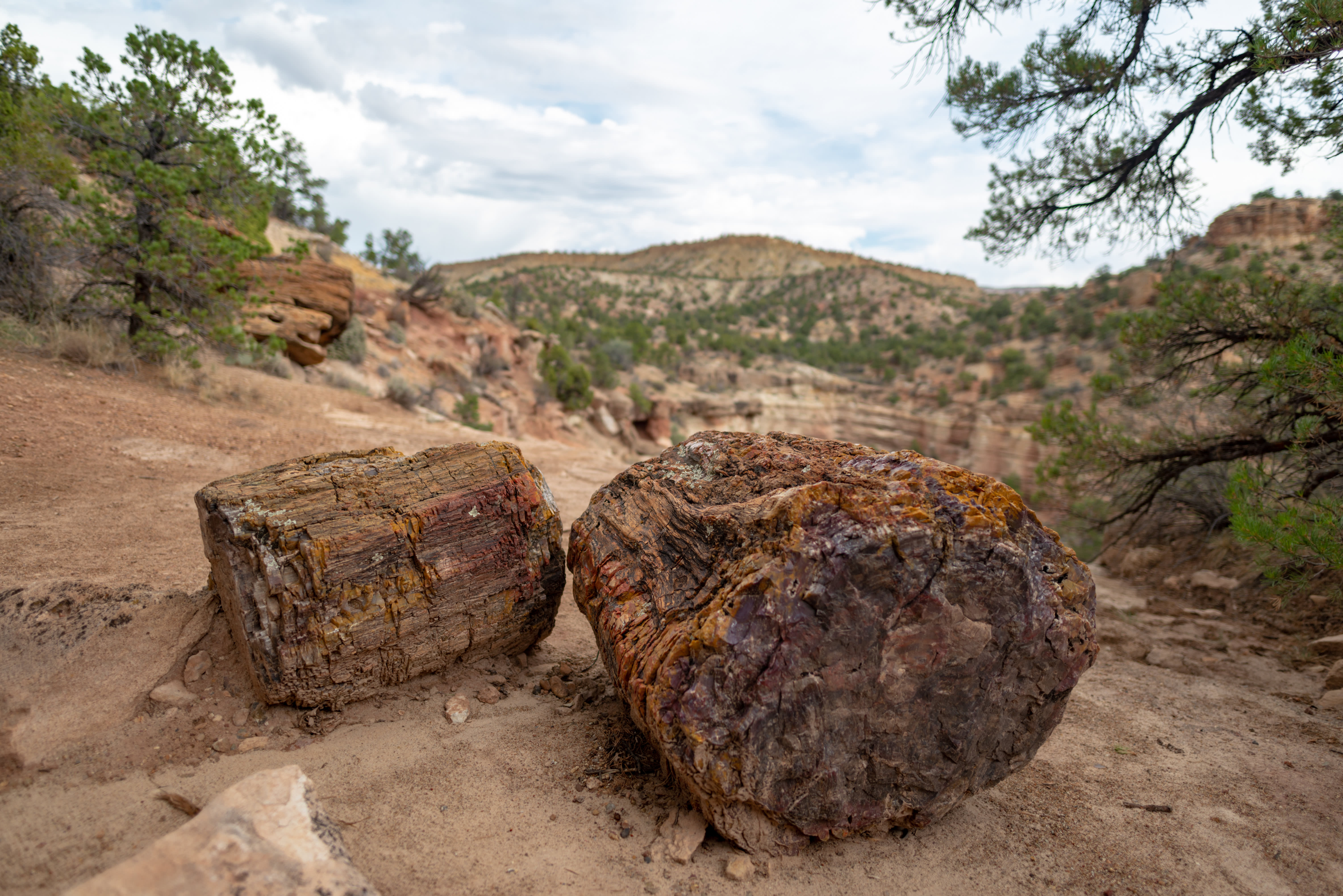 Petrified wood in the Escalante Petrified Forest