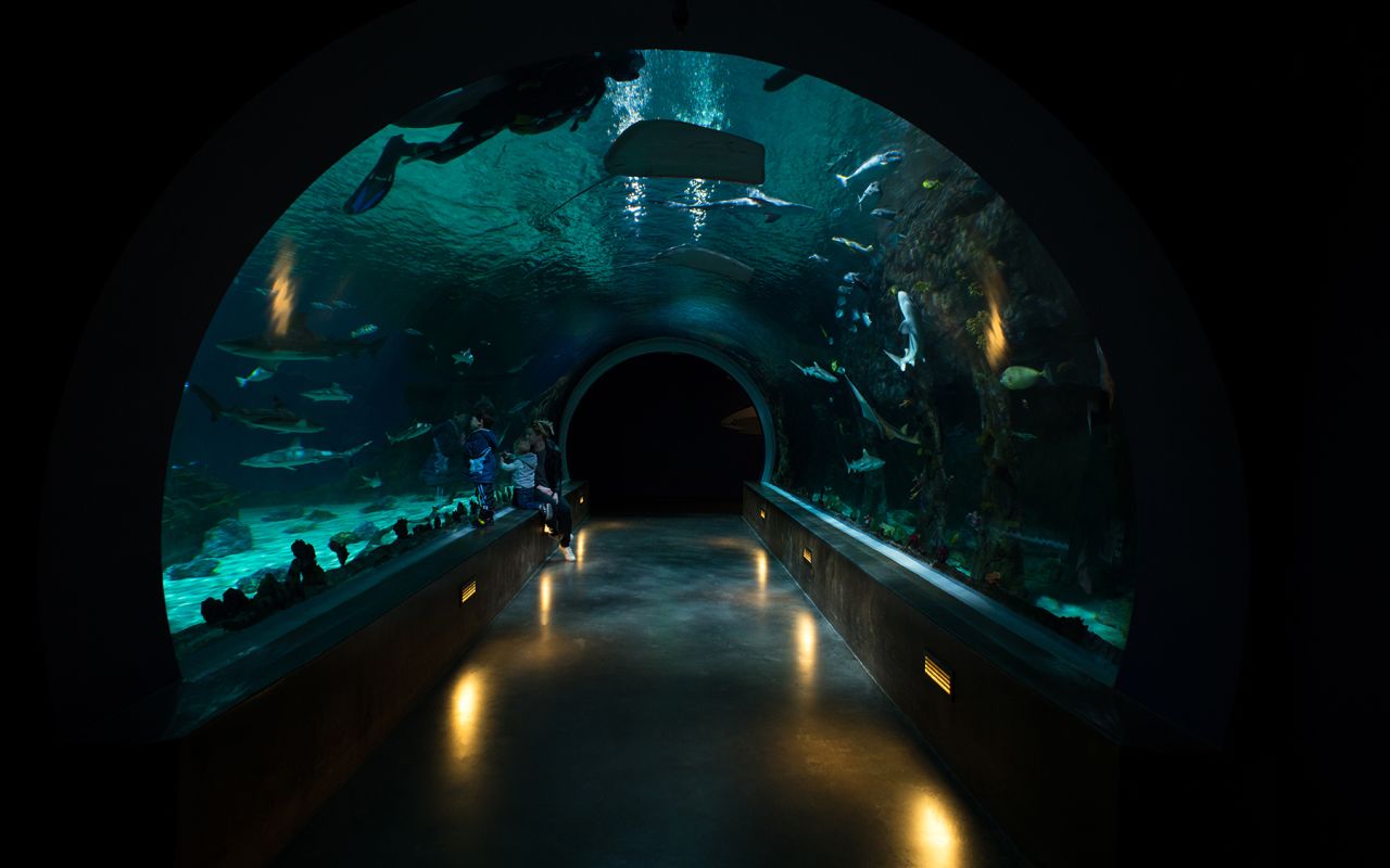 Aquarium Tunnel