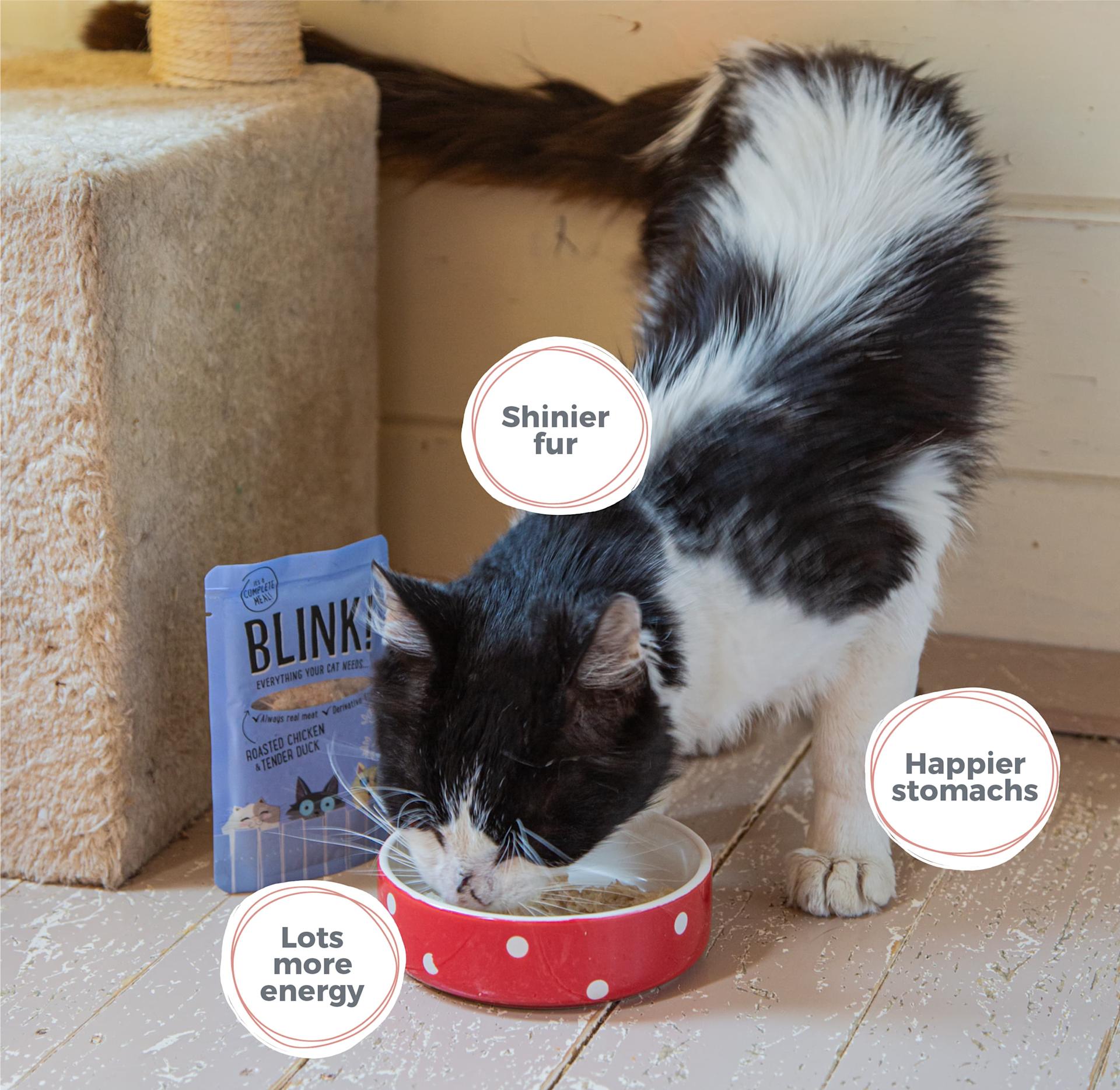 Blink Cat Food Subscription blink-cat-food-subscription