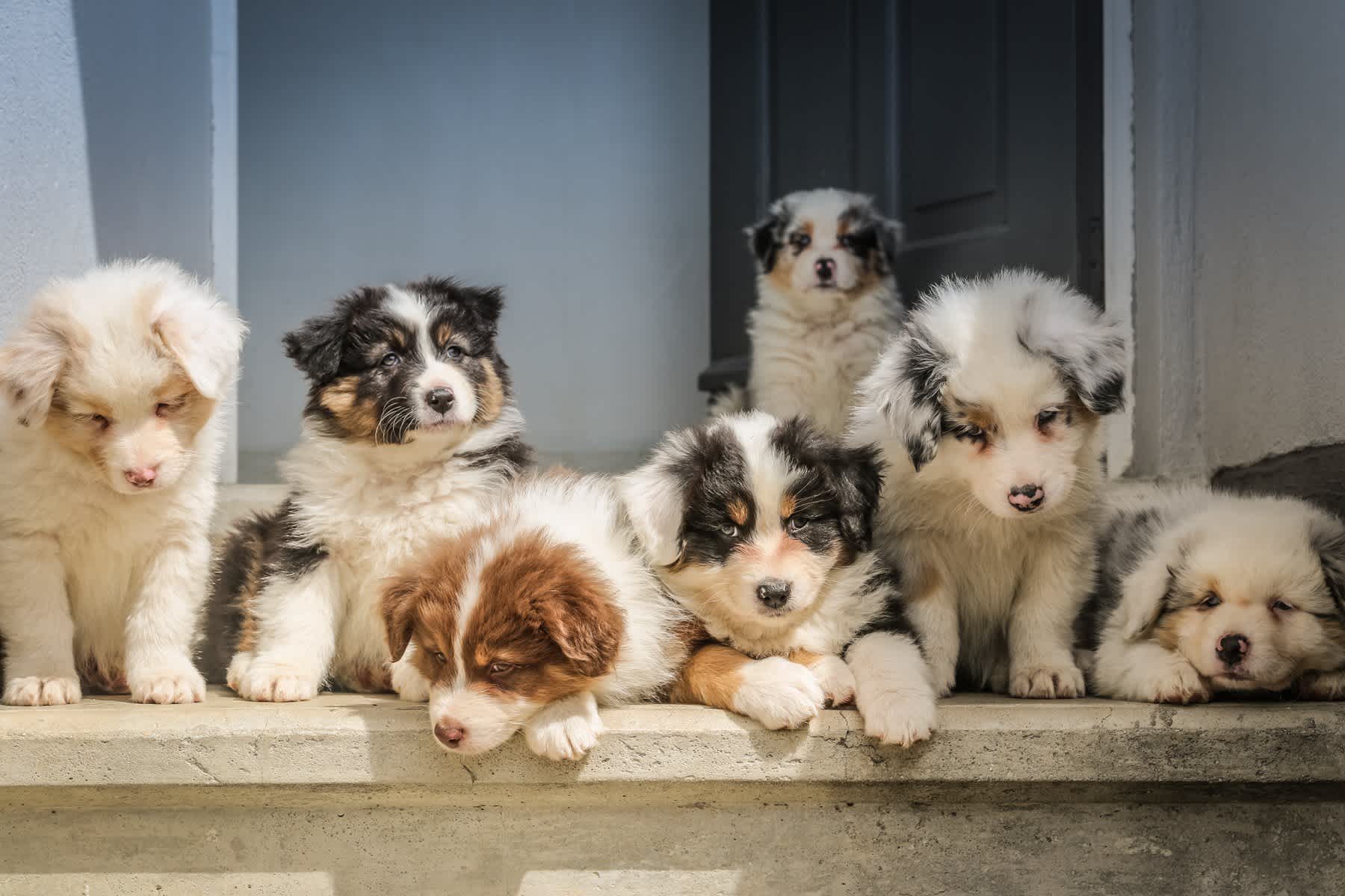 puppy-litter