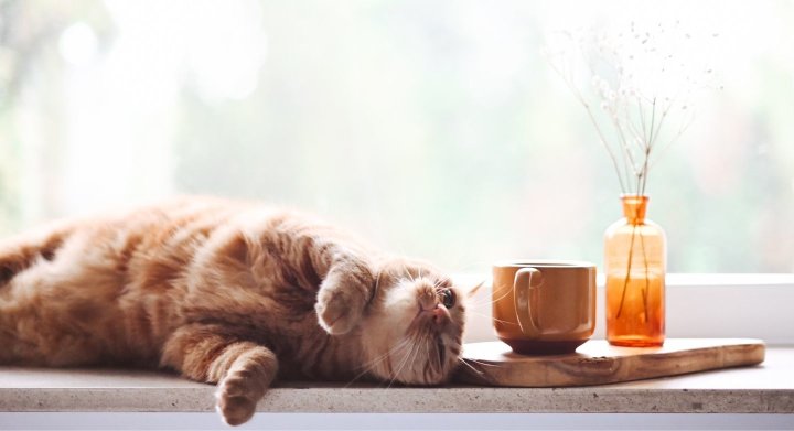 A cat laying down on a table at home next to a cup of tea