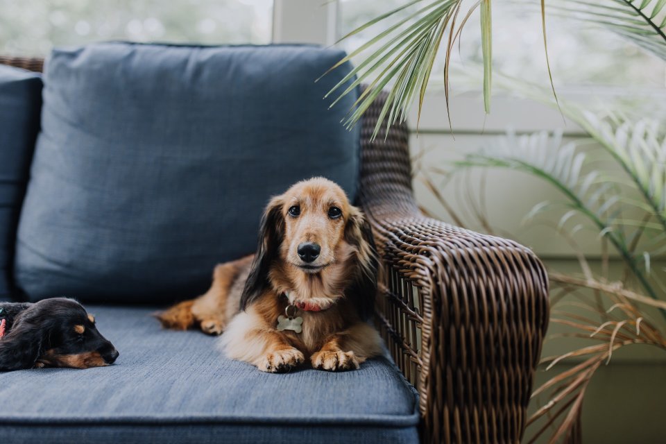 A small dog sitting on a couch