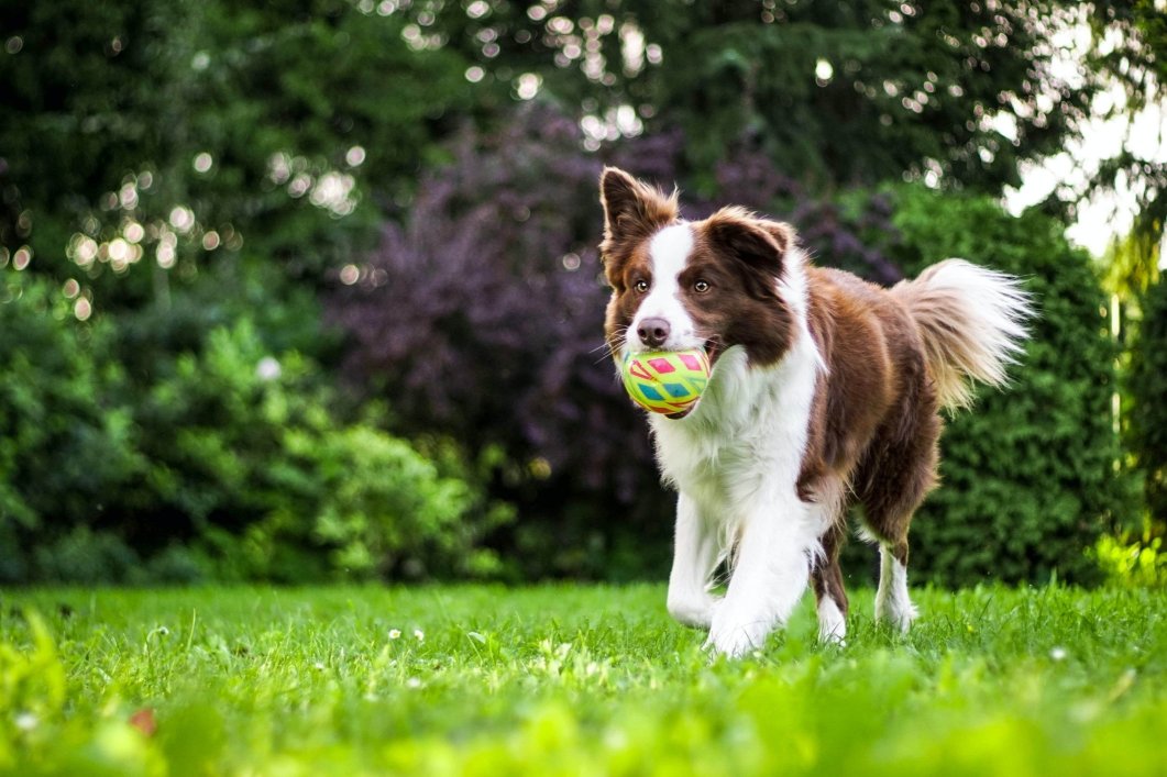 A dog running outside with a toy in its mouth