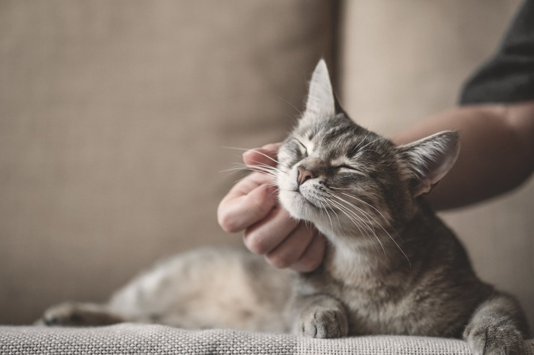 A pet owner petting their cat with their hand