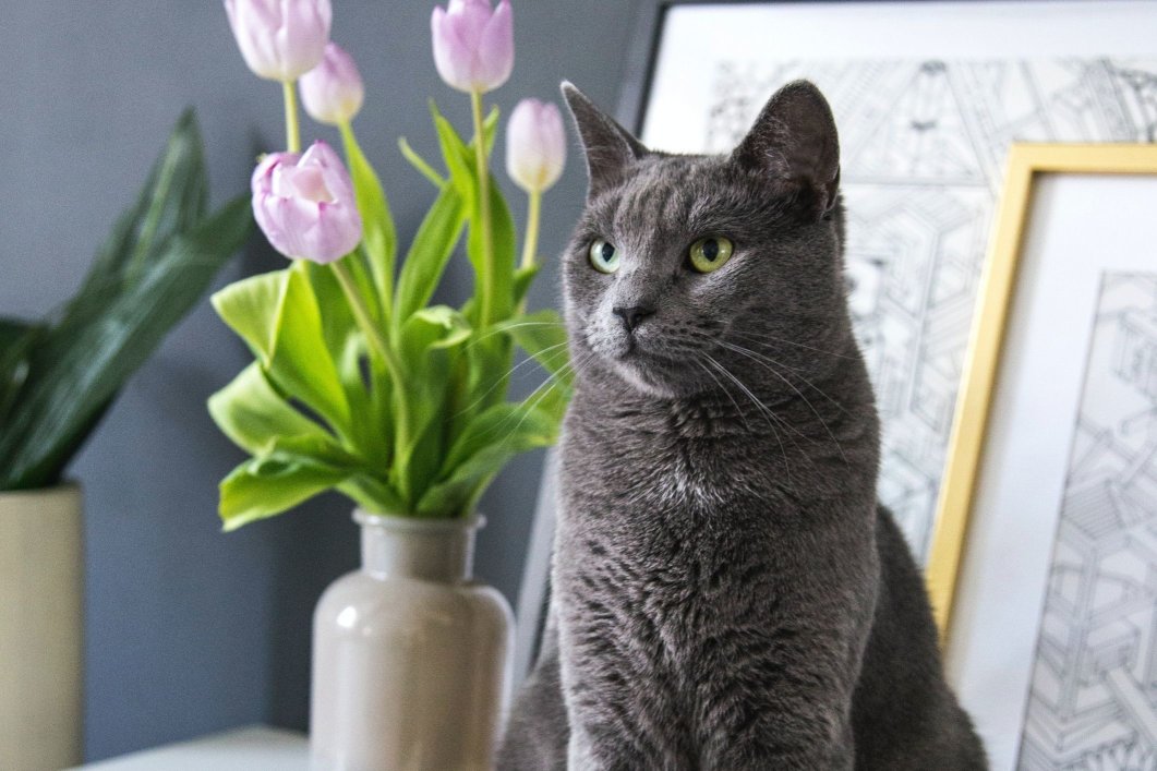 A grey cat sitting on top of a table with home decor in the background