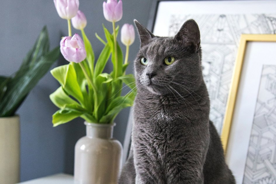 How Much Does Pet Insurance Typically Cost for a Cat? Bennie