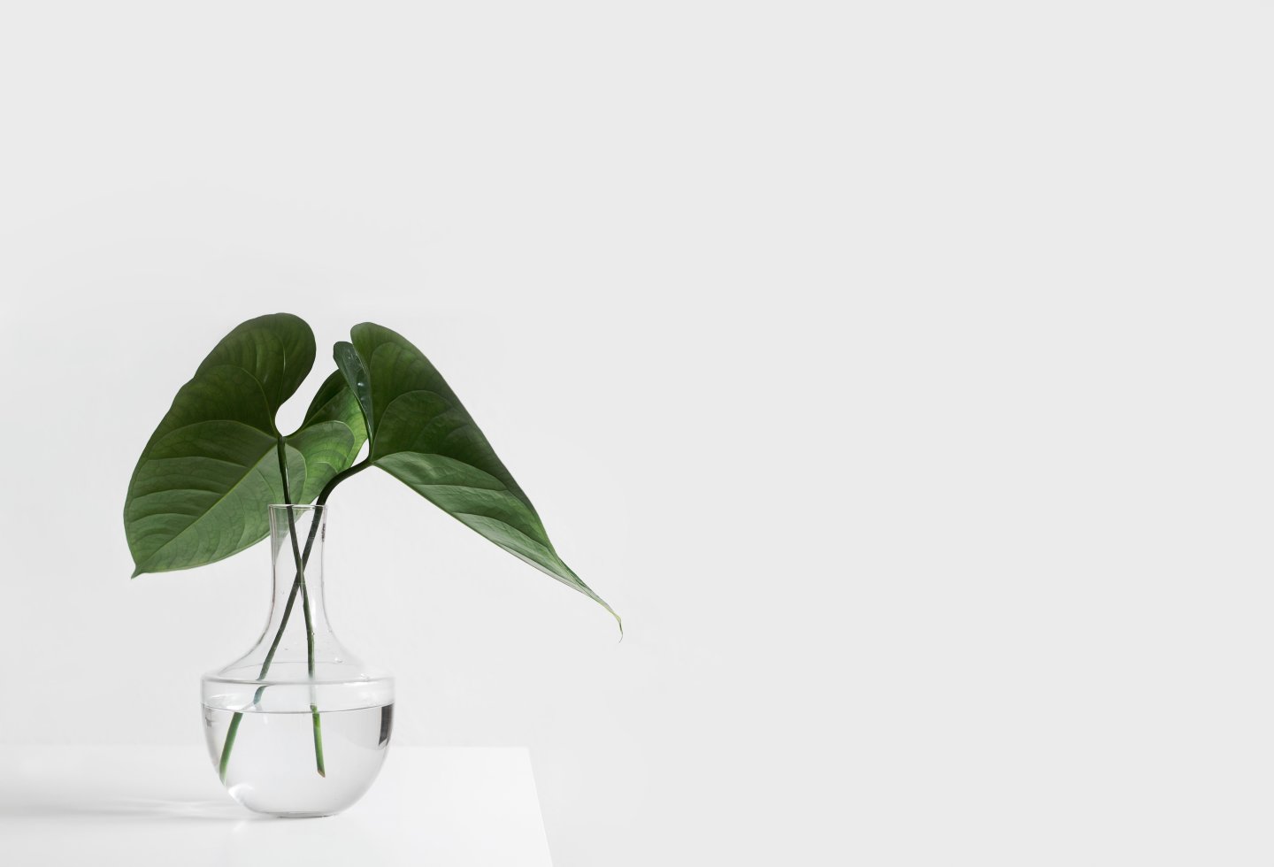 A house plant in a clear vase on a table