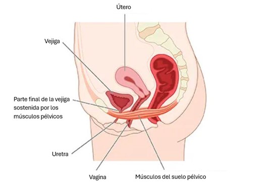 Estructura de los músculos del suelo pélvico