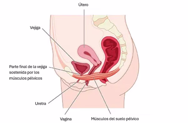 ¿Qué causa la incontinencia durante el embarazo?