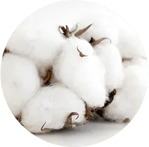 Primer plano de dos flores blancas de algodón. Cada una consta de cuatro bolas esponjosas y pequeñas hojas marrones.